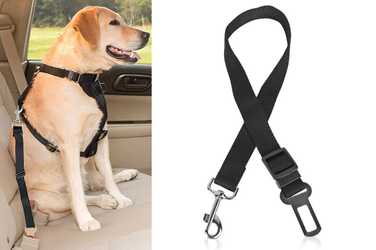 dog leash belt
